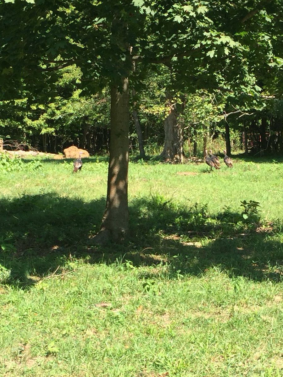 fishhacks's tweet photo. Great day at the farm! Trailcams checked, tree stands hung, passion for hunting instilled in an 8 year old boy! :) https://t.co/qWD2yAPdK6