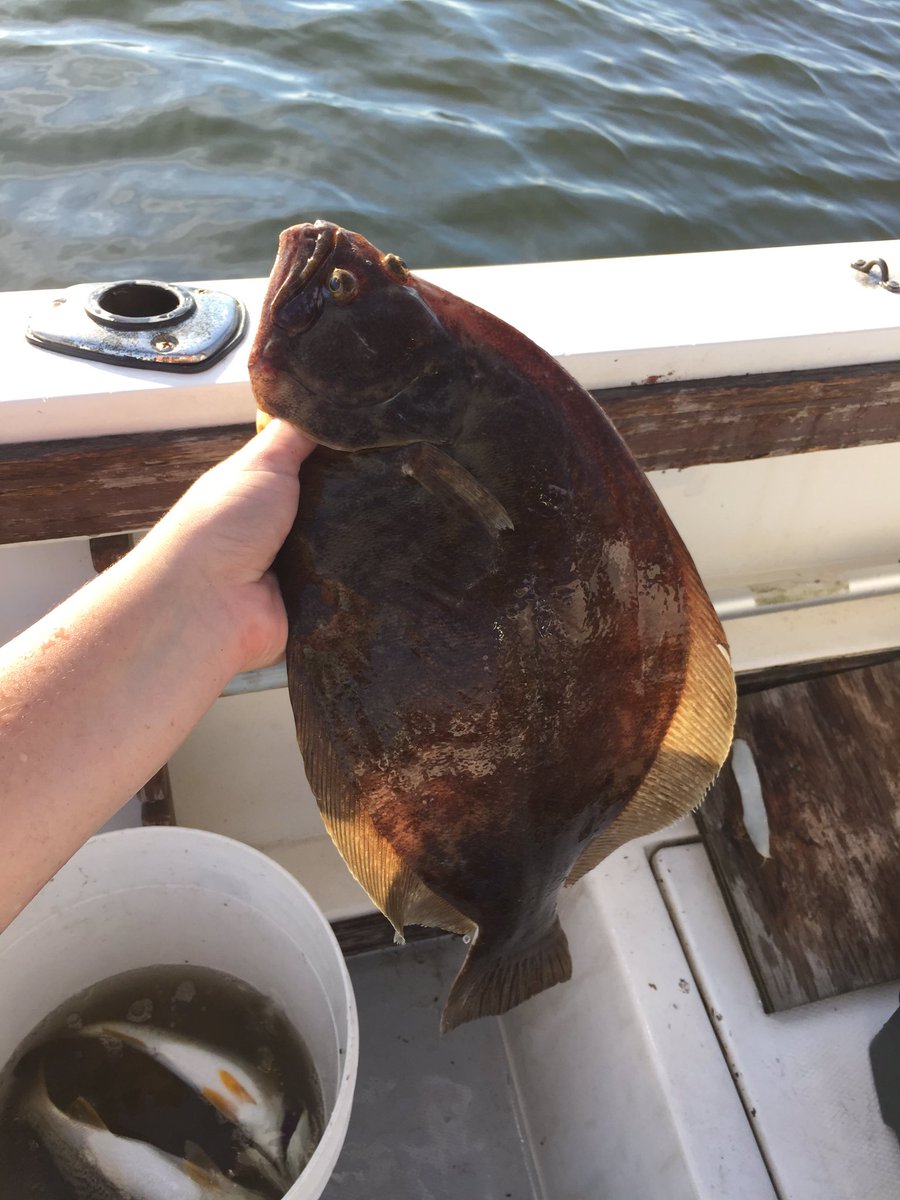 S__Schaef's tweet photo. Best catch of the summer🐟#updatingmyfeed#summer16#flukes https://t.co/073WUkmOv0