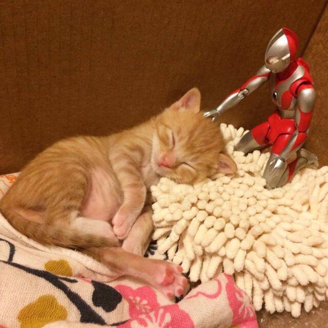joker_budou's tweet photo. めちゃめちゃ可愛いな。 https://t.co/2QXtDFulC0
