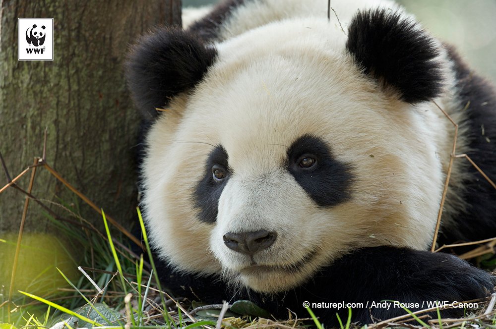 WWFFrance's tweet image. Bonne nouvelle !
Grâce aux efforts pour préserver le #panda géant, il n&apos;est plus considéré en voie de disparition