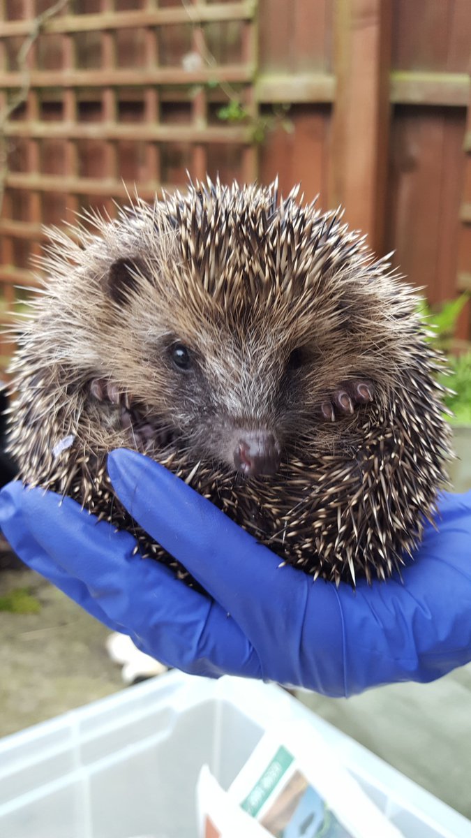 #hoglets Hector, Rita, Deirdre &amp; Norris looked liked they partied all night in hedgehog heights. Maid service req 😆