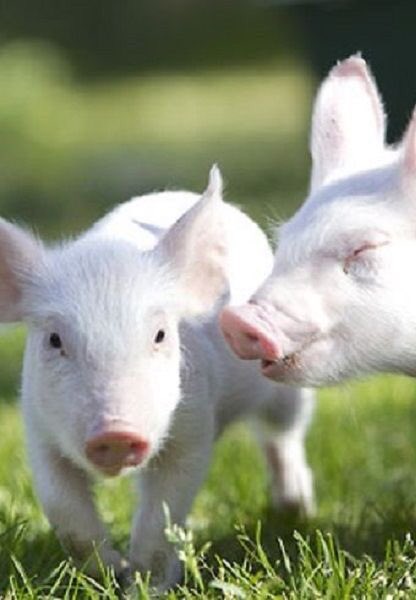 Just Cute Pigs tweet media