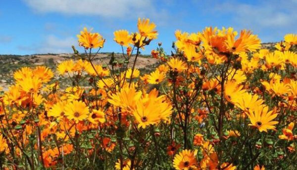 Happy Monday! Thank you to all the visitors who came to the <a href="/TasteofDarling/">The Taste of Darling</a> this weekend! It was amazing.