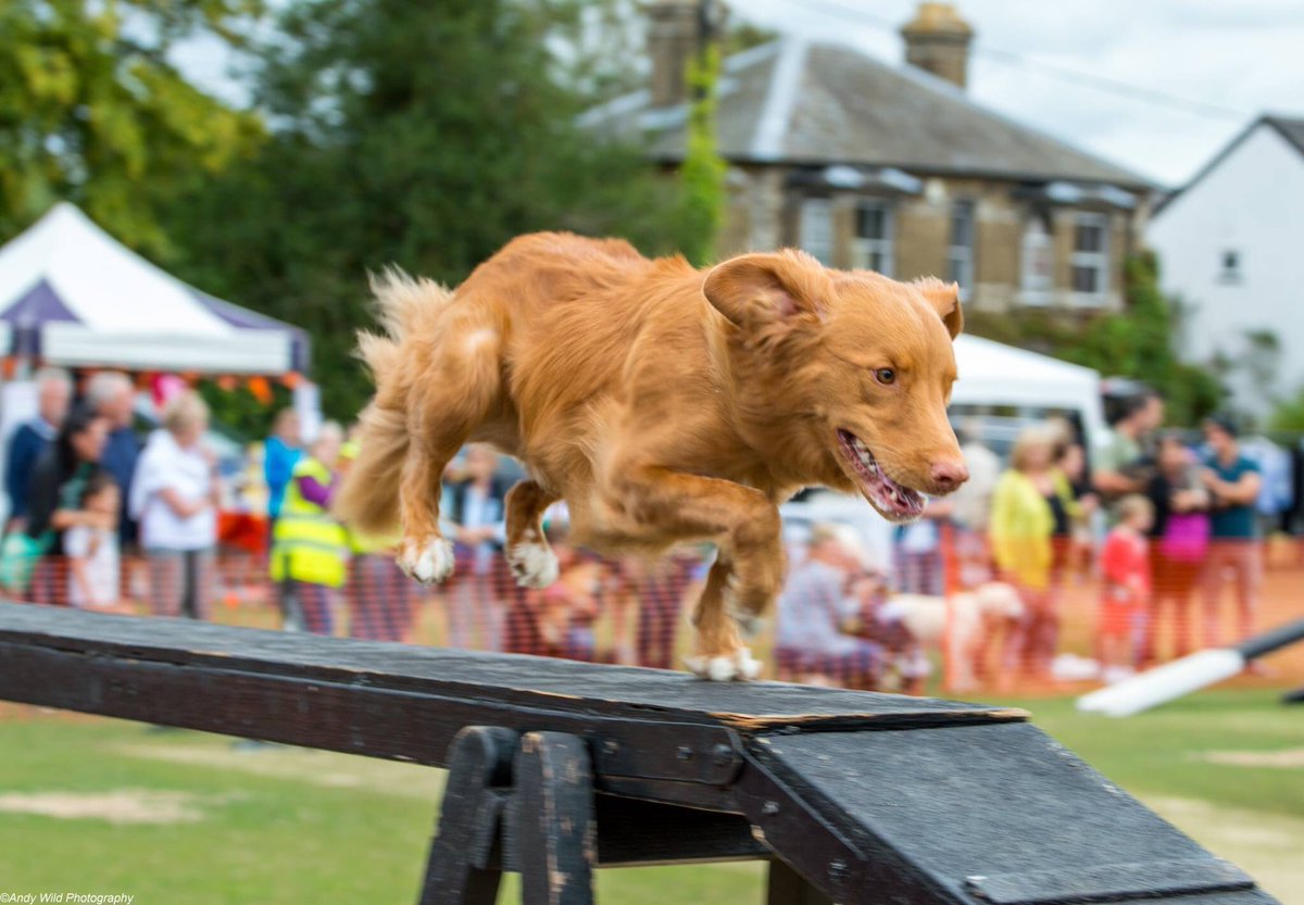 ConquestK9's tweet photo. #animalaidfestival #Brentwood https://t.co/hD0JnZqZXe