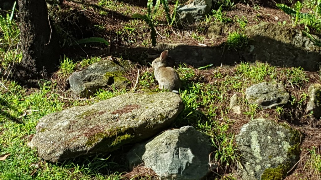 RunForestRunFPS's tweet image. Spotted on today&apos;s run. So many bunnies in the Forest now.