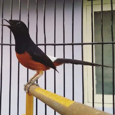 Henra Murai Henra Murai Twitter