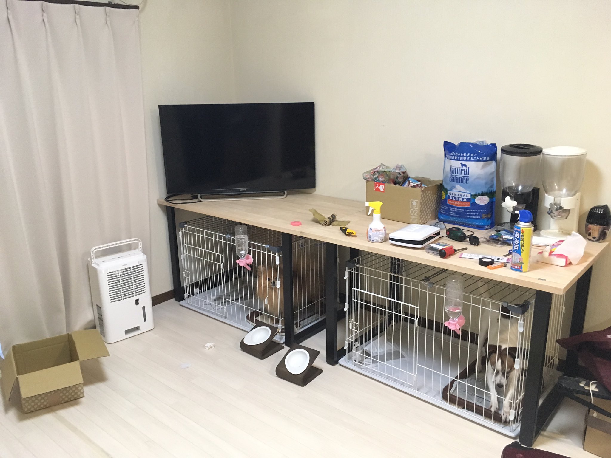 代わりに 変わる ラフ睡眠 犬 テレビ 台 Sr T Jp
