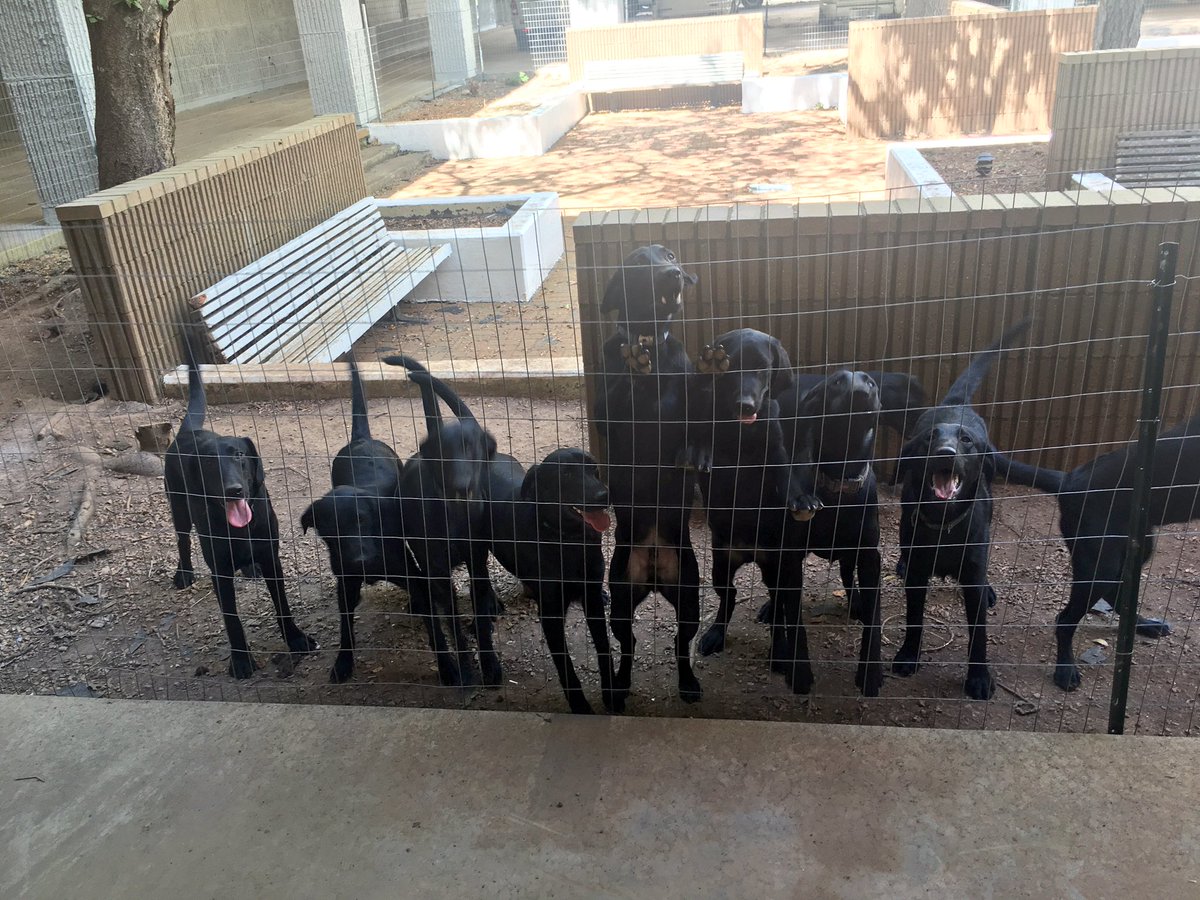Xtreme_Concepts's tweet photo. Future Detection K9s from our in house breeding program going to @TSA, @CustomsBorder & @USDA #K9 #LitterC #Amazing https://t.co/eirMpcBjrK
