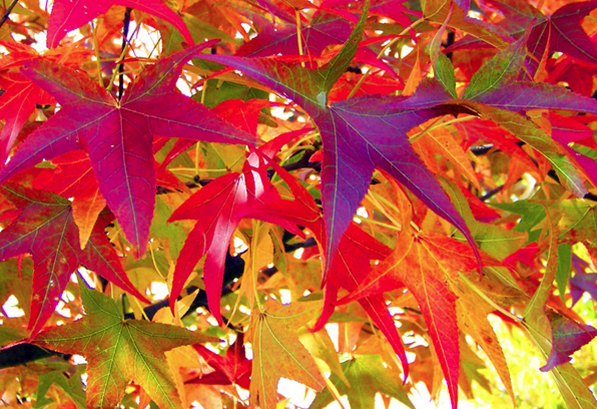 CSDprint's tweet image. Is your autumn POS campaign ready? Need some hand holding? Read our latest blog pos.li/3jvt #csdprint