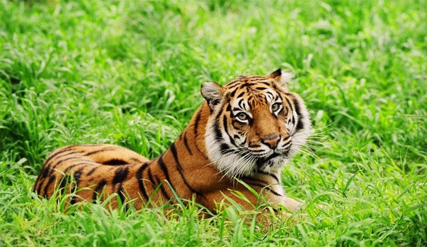 greenpalmoil's tweet photo. @UnmaskPalmOil joins Australasian Responsible palm oil network https://t.co/aAQV3wA1Kt #sustainable #labeling https://t.co/KzaIaHVGYy