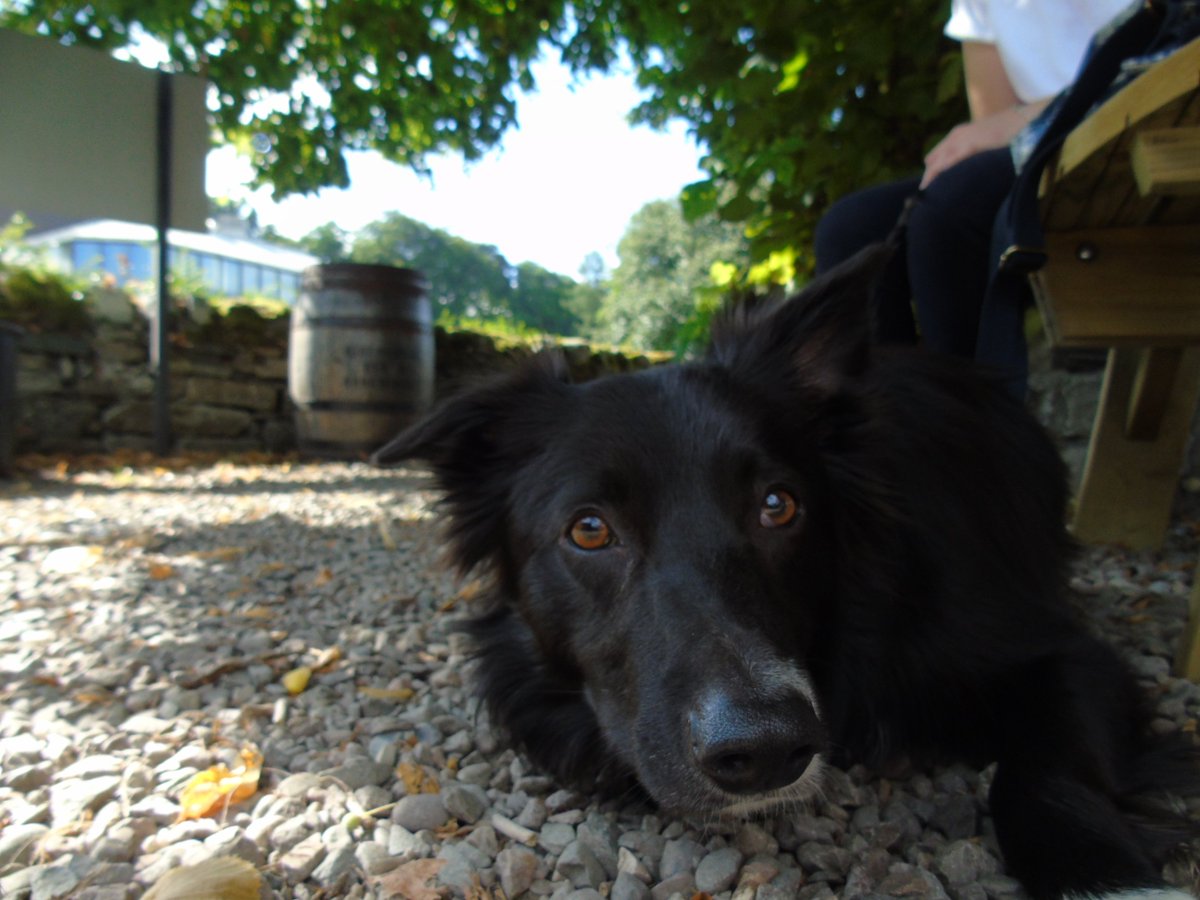 Ben Nevis - done! With my Border Collie.
All three peaks now complete.