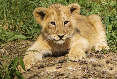 CotswoldWildlifePark tweet media