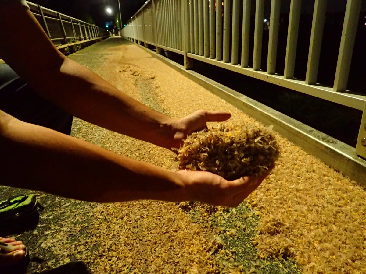 発生 カゲロウ 大量 まるで夏の吹雪、スペインのカゲロウの大群