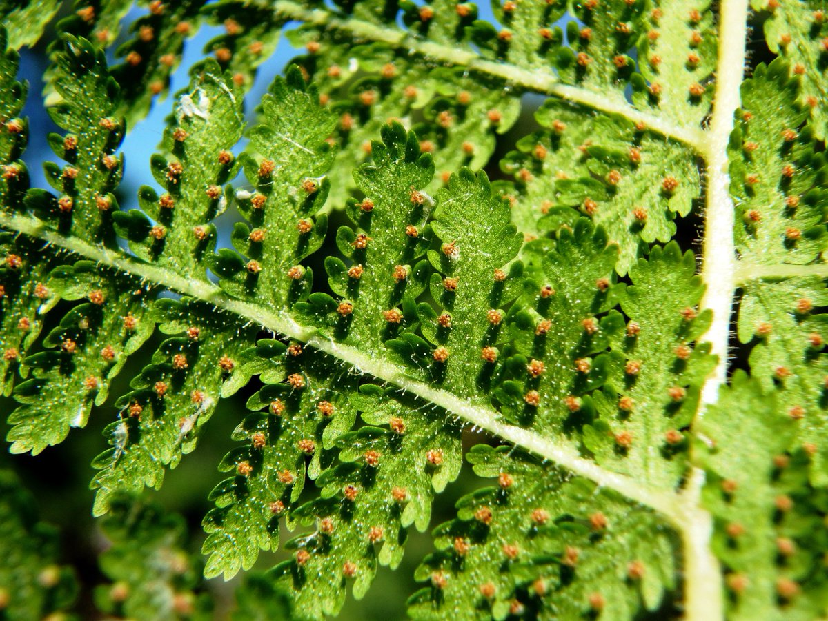 LeopoldLabESF's tweet photo. hairy-lip, NY, male, and hay-scented ferns #backyardbotanizing #nativeferns #stateprotectedplantspecies https://t.co/O8ghRcYNVz