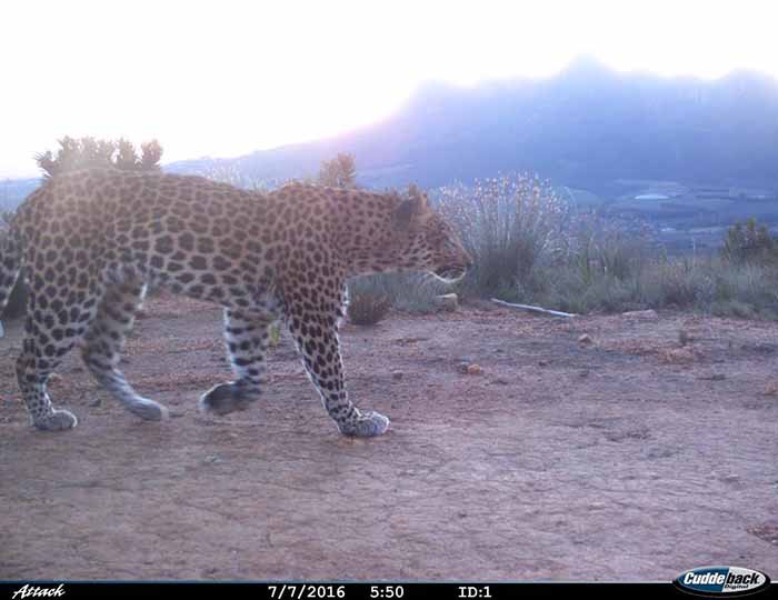 ndorfincoza's tweet photo. The Cape Leopard is found on the Wines2Whales trails. Time to improve acceleration skills:https://t.co/IkynxVVyDG https://t.co/bNJzq4UOnk
