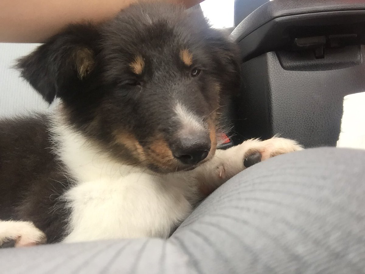 theeaphrodite's tweet photo. Cute and sleepy 💤💤💤 https://t.co/ZhQ2vBUWZu