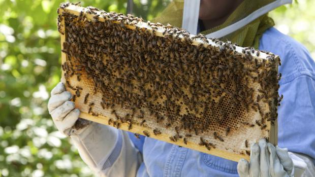Wie heeft belang bij 4 bijenvolken? Mijn opdrachtgever is 86 jaar, gaat verhuizen en kan de bijen niet mee nemen...