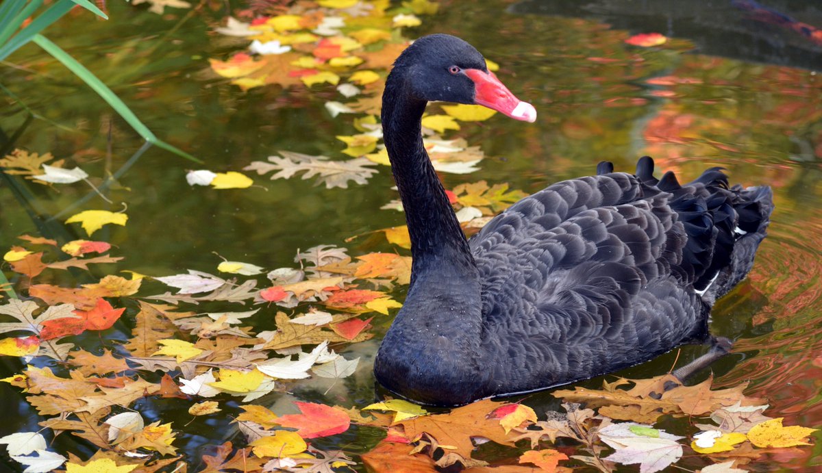 pittsburgh zoo ppg aquarium on twitter happy labor day from the