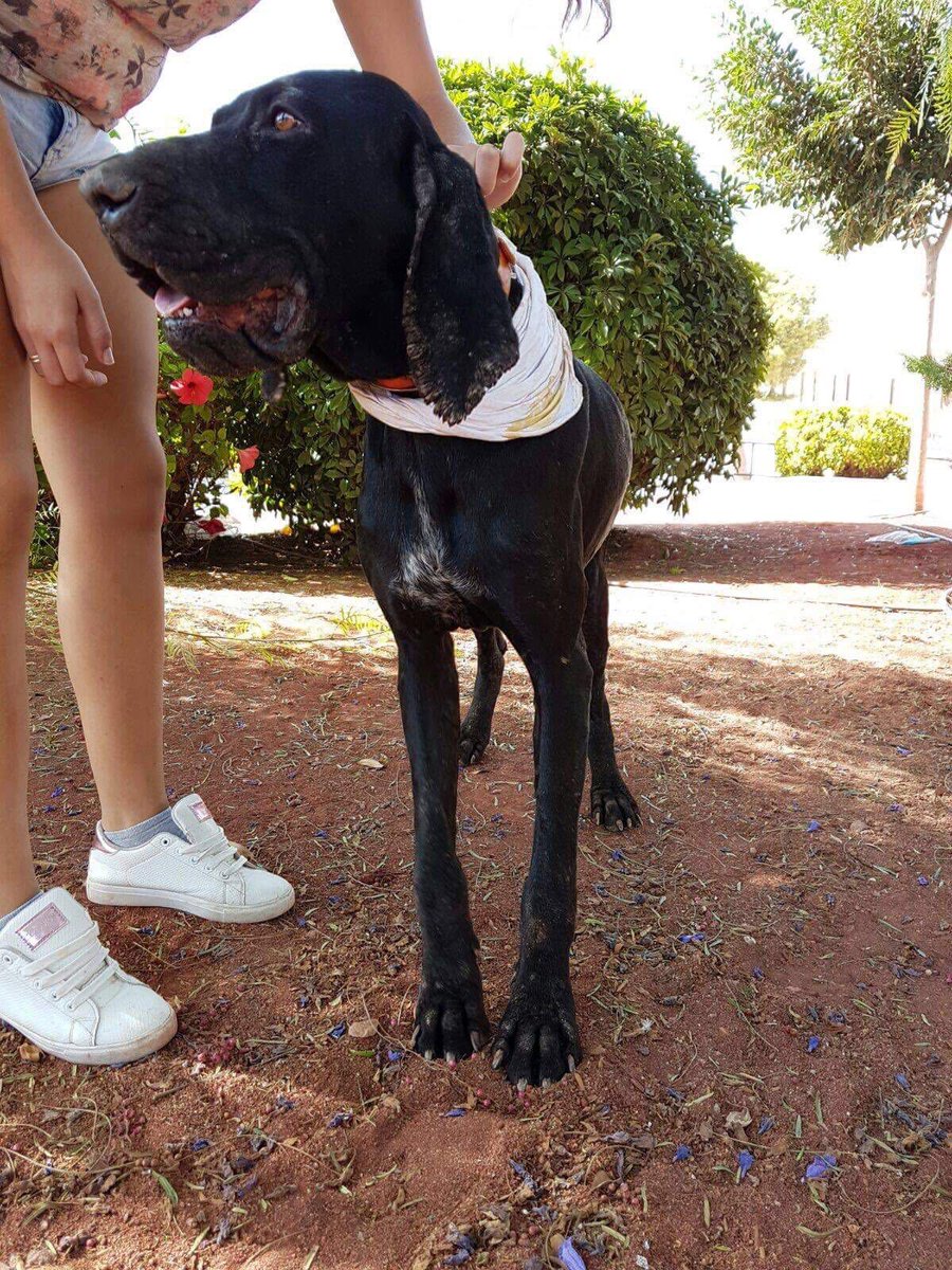 lau_tuit's tweet photo. @DANIROVIRA #AYUDA para encontrar al desalmado que lo ha abandonado y arrancado el chip #torrepacheco #murcia https://t.co/dJa4A1erPE