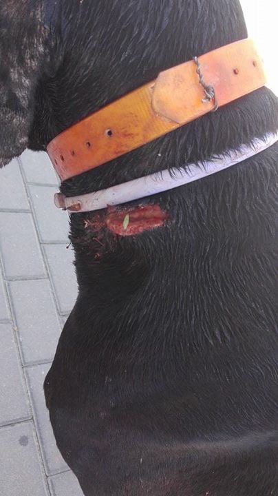 lau_tuit's tweet photo. @DANIROVIRA #AYUDA para encontrar al desalmado que lo ha abandonado y arrancado el chip #torrepacheco #murcia https://t.co/dJa4A1erPE