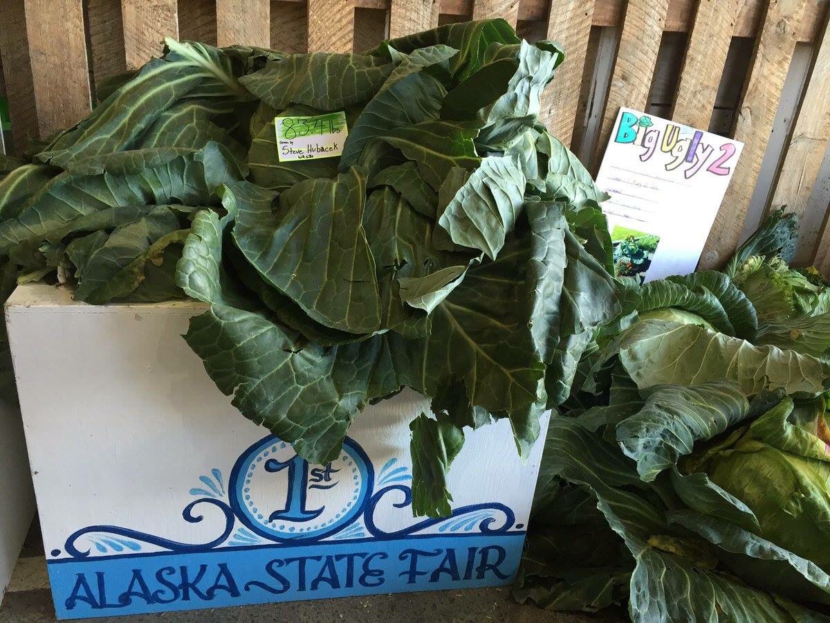 AlaskaStateFair's tweet photo. Here are the results for the 2016 contests so far. https://t.co/G4YEGJDyfS #akfair https://t.co/2aW3Hh8pTf