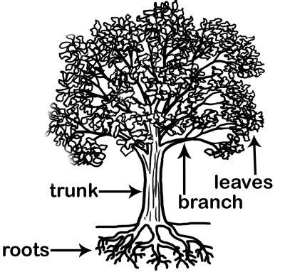 تعلم الإنجليزية Na Twitteri Parts Of A Tree أجزاء الشجرة Leaves أوراق Branches أغصان Trunk جذع Roots جذور غرد بصورة