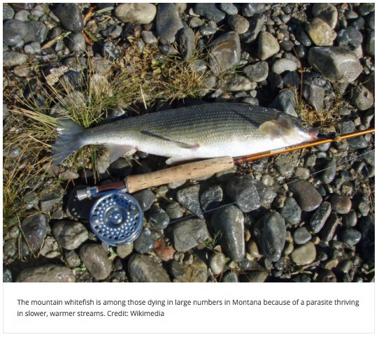 utclimatecenter's tweet image. Impacts from a warming planet here in the west, today...
Fish Deaths  Tied to Warming Waters bit.ly/2cehZ41