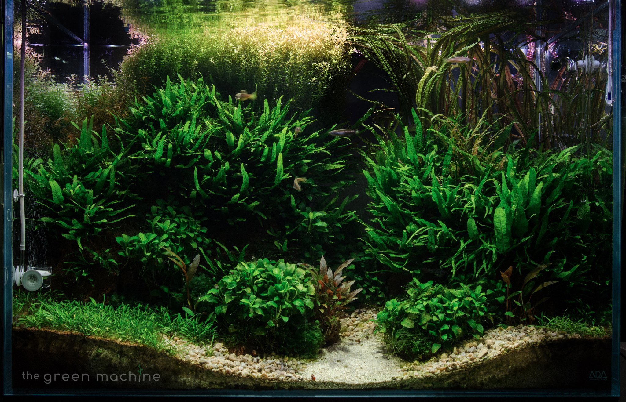 The Green Machine on Twitter: "Altitude #Aquascape by ...