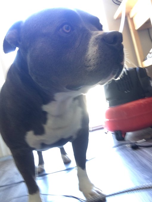 My son. #speechless #cutiepie #proudmommy https://t.co/1NQ1ig0ITw<a href="/tag/speechless"class="tags">#speechless</a><a href="/tag/cutiepie"class="tags">#cutiepie</a><a href="/tag/proudmommy"class="tags">#proudmommy</a>