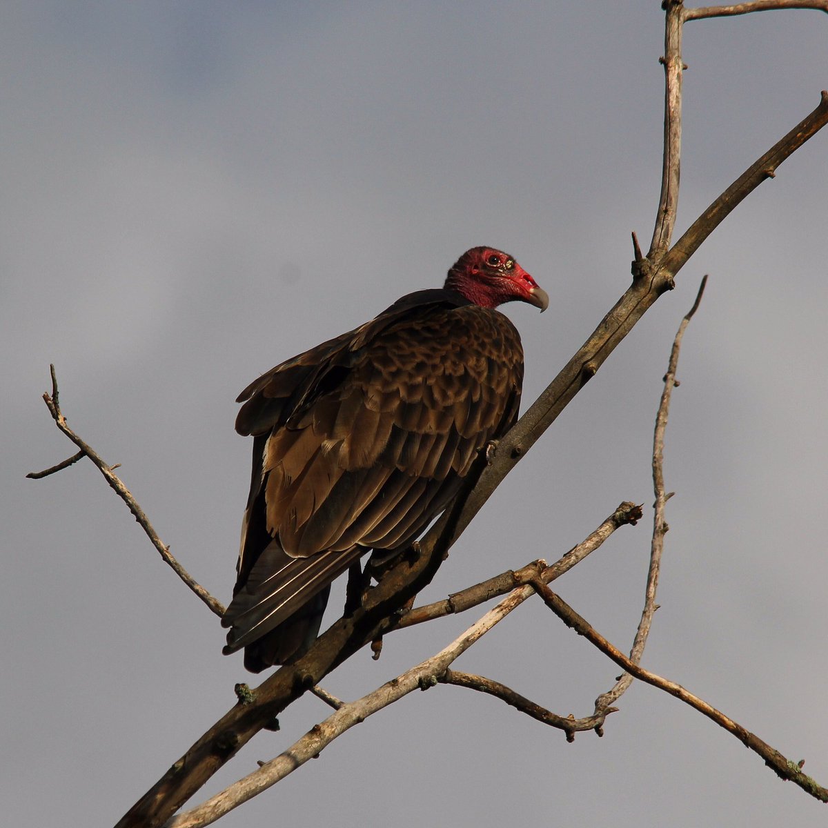 KayMDavid's tweet image. Hinkley Ohio Native Takes a Break