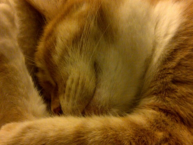 wordsandwings's tweet image. Time for an early night ... #gingerrules