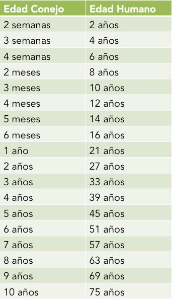 ¿Que edad humana tiene tu conejito?