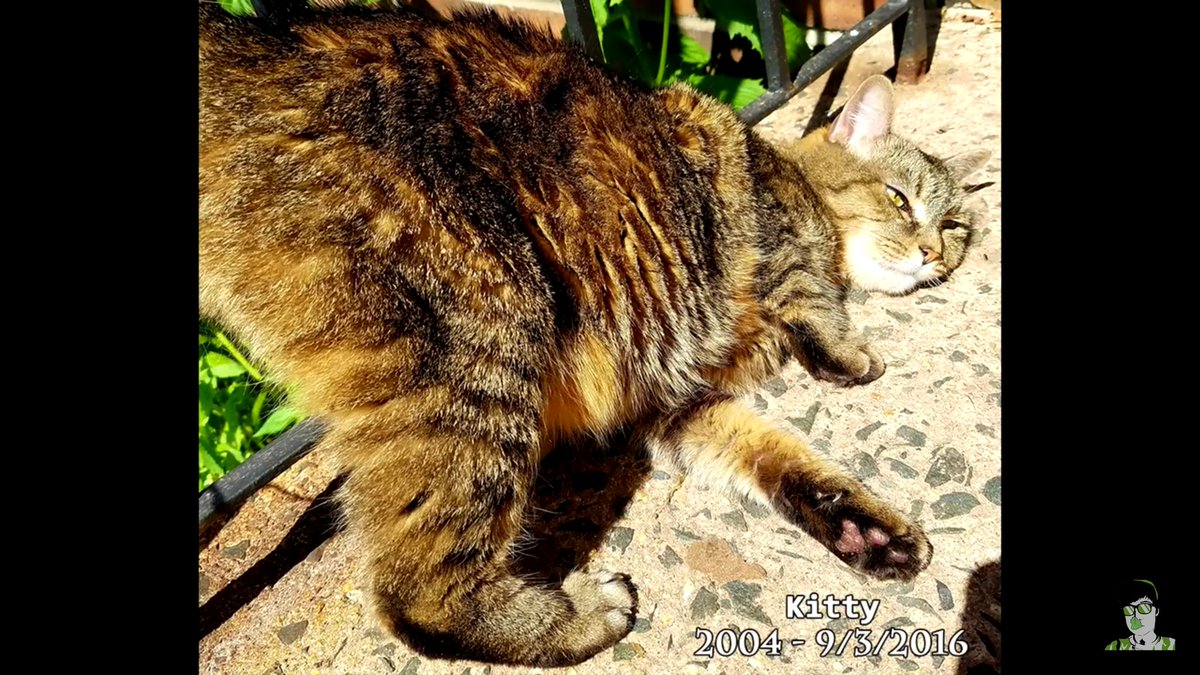 blaze_w_xcodeh's tweet image. Rip kitty or xkiteh get feeling better @xCodeh. :)