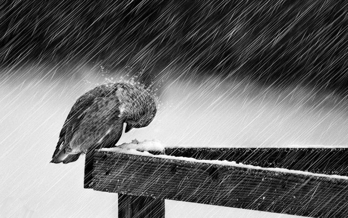lobosolitario1's tweet photo. #UriahHeep♫ RAIN
@lobosolitario1 #CoverAudio▶️ https://t.co/bXmwAh9ENg
➕ #8MillionClicks to his audios https://t.co/mKUWc3vOxG