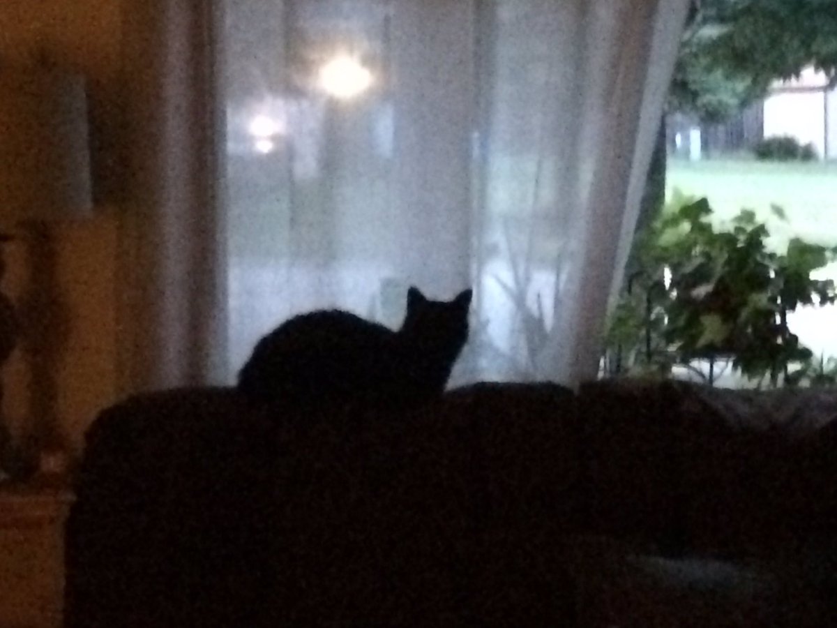 KittyGracey's tweet photo. @echo_alexandra Hello new furrend! https://t.co/1lwpko1N8S