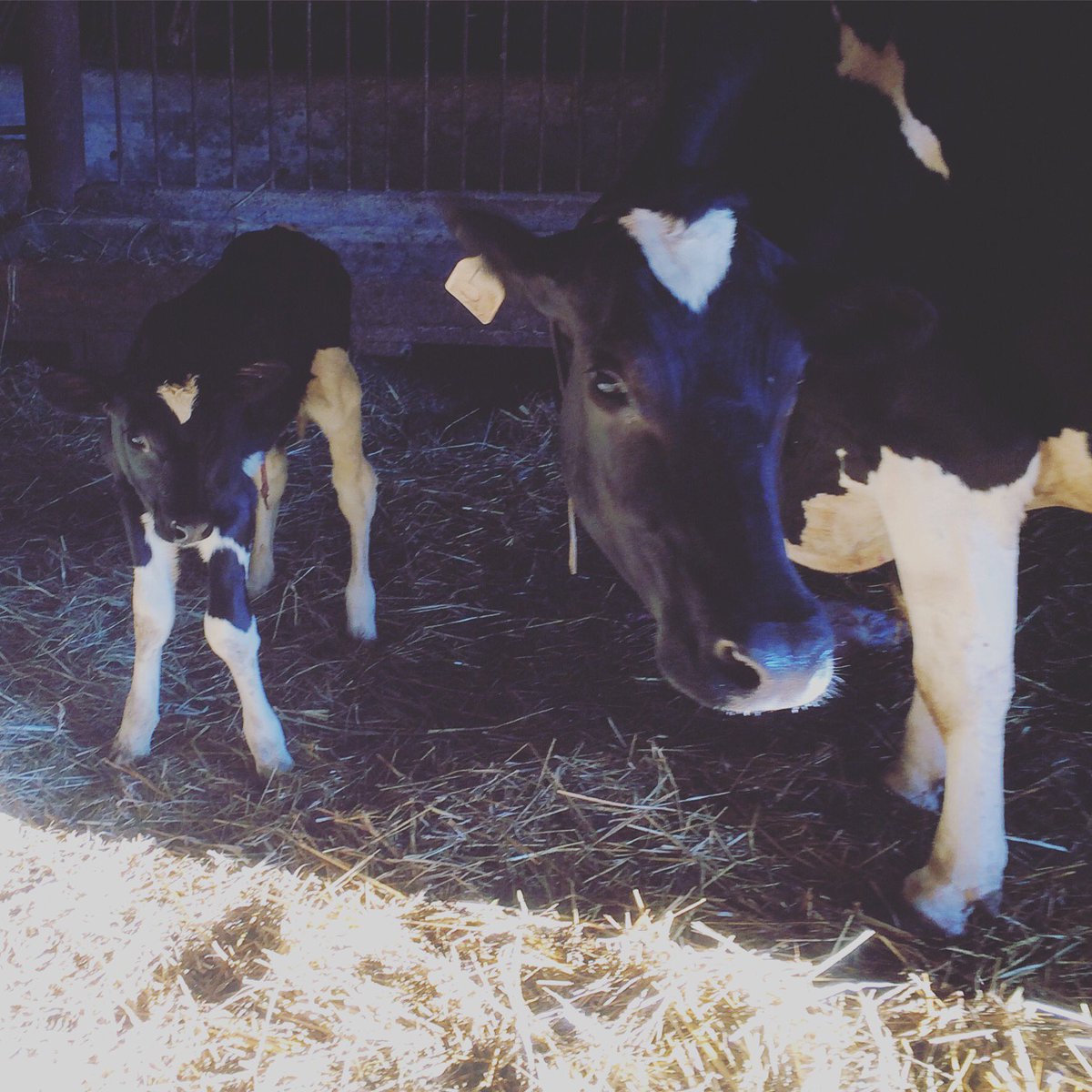 StephanieLeeB's tweet photo. Spunk did some Labour on #LabourDay : Welcome little Shadow heifer Sydney, out of our 2E Jasper x Bueno @Semex https://t.co/HR4RXL6zlQ