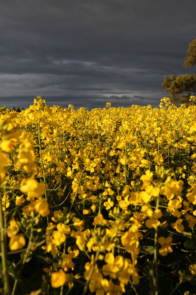 Visit Geelong Bellarine tweet media