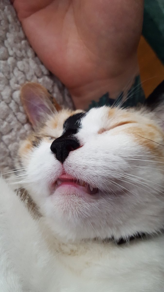 Catwoman319's tweet photo. This is how Sammi likes to spend her #LaborDayWeekend 😪
#cats #sammi #blep #kittydreams #snoringkitty #knockedout https://t.co/uSS94jGgd8