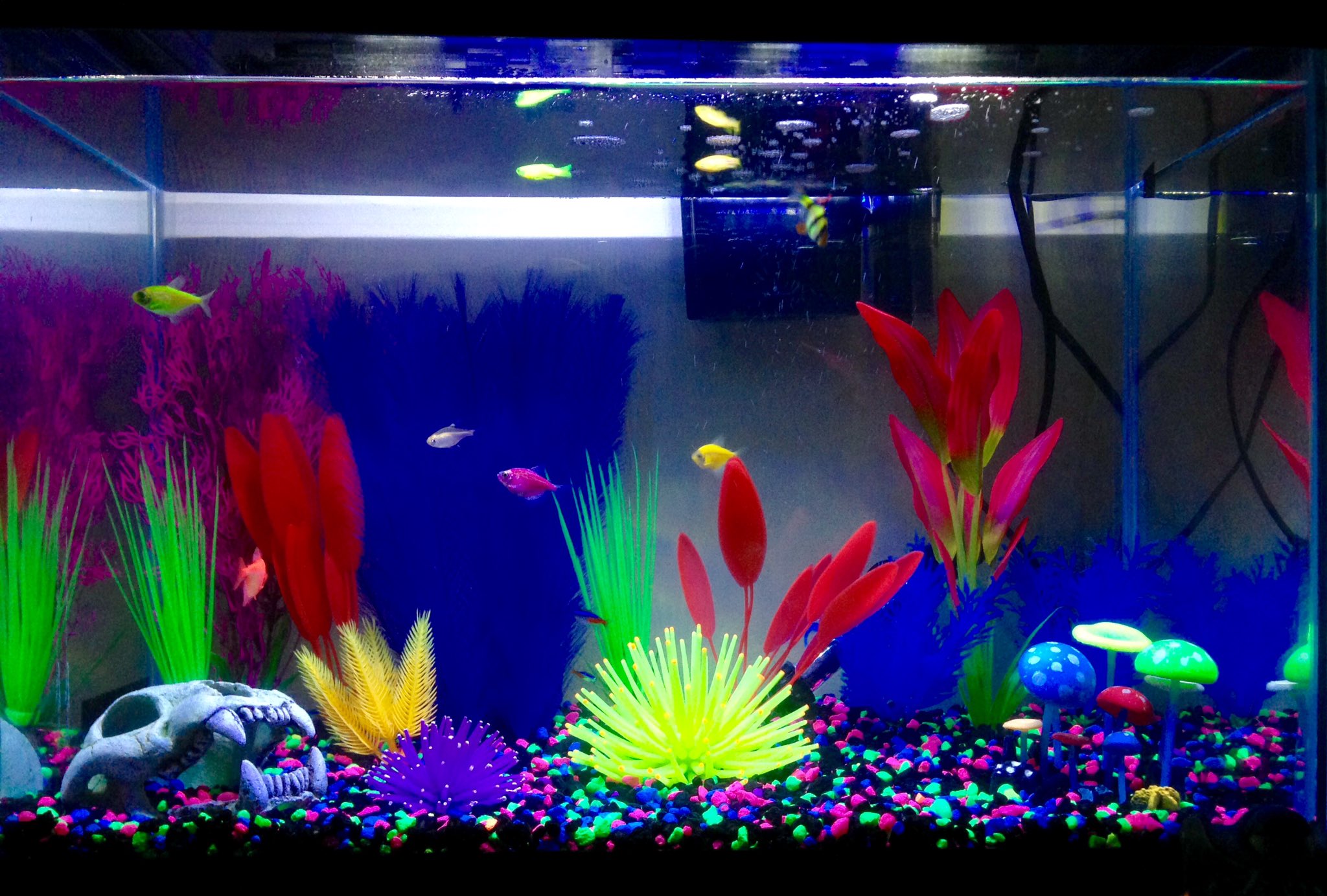 GloFish® on X: Awesome tank setup @Ferretom! We love the side-by-side blue  and white light comparison, looks great! #GloFishTank   / X