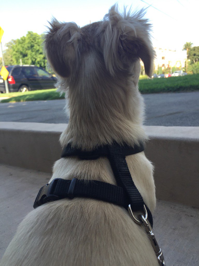 DrBingogh's tweet photo. Just taking it easy w/ the #DudeDog https://t.co/4Y6nkoXd4i