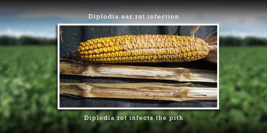 ChannelSeed's tweet image. Make sure you’re monitoring for stalk rot development now: #AgAdvice learn.ag/2c6HS4u