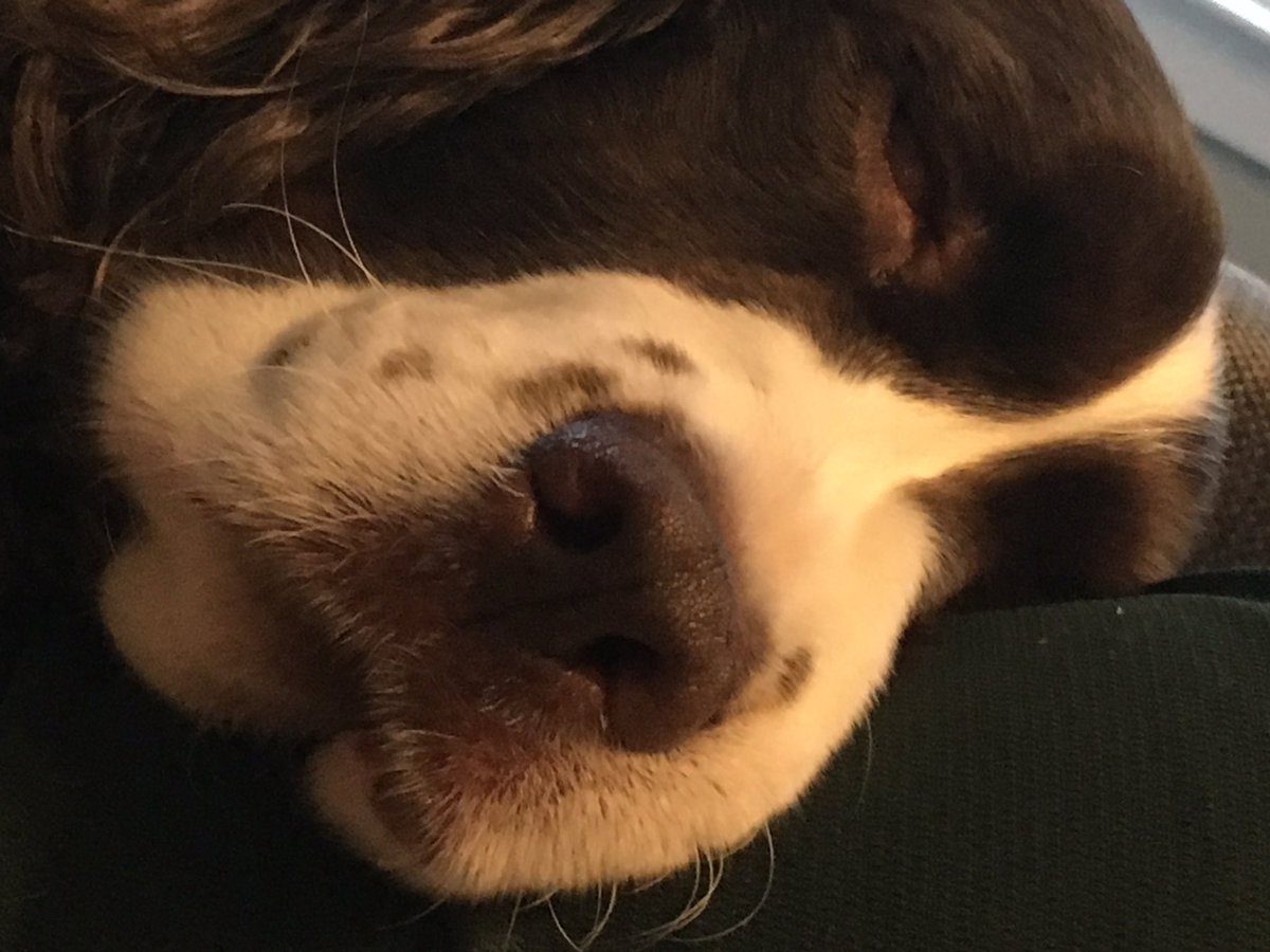 CaitlinAeRee's tweet image. @WillSterling_ #HappyLDW from #MaggieMae