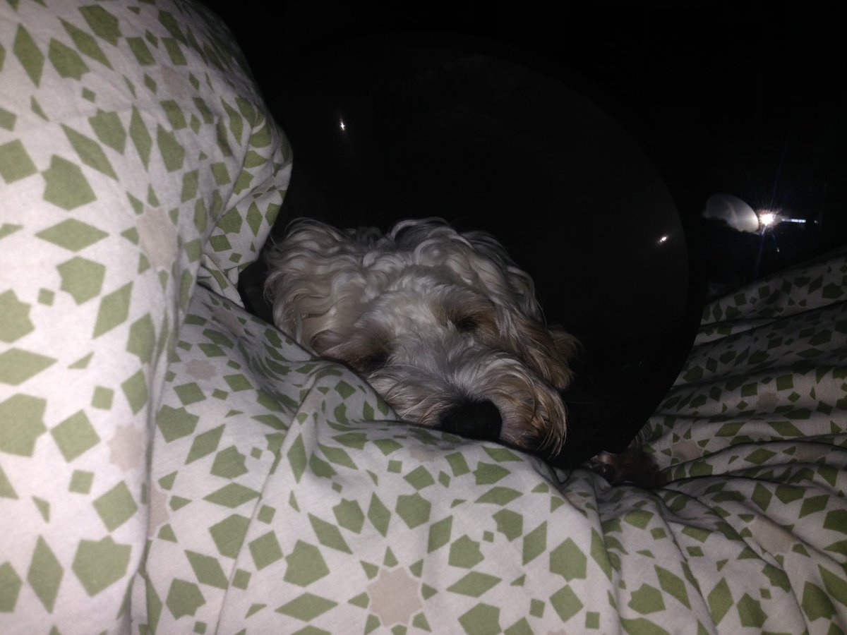 michellemint75's tweet photo. Sad doggy!!!! #gotnoballs https://t.co/2AehuesZg1