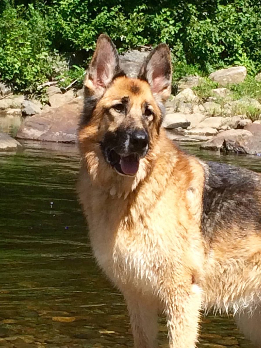 DQ_GSD's tweet photo. #GermanShepherds #GSD #Dogs #NeuroDeficit #Please #Follow #Sasha's #WordPress #blog #MyGirl https://t.co/HdfbWn1vQt https://t.co/jbuIwX2TNv