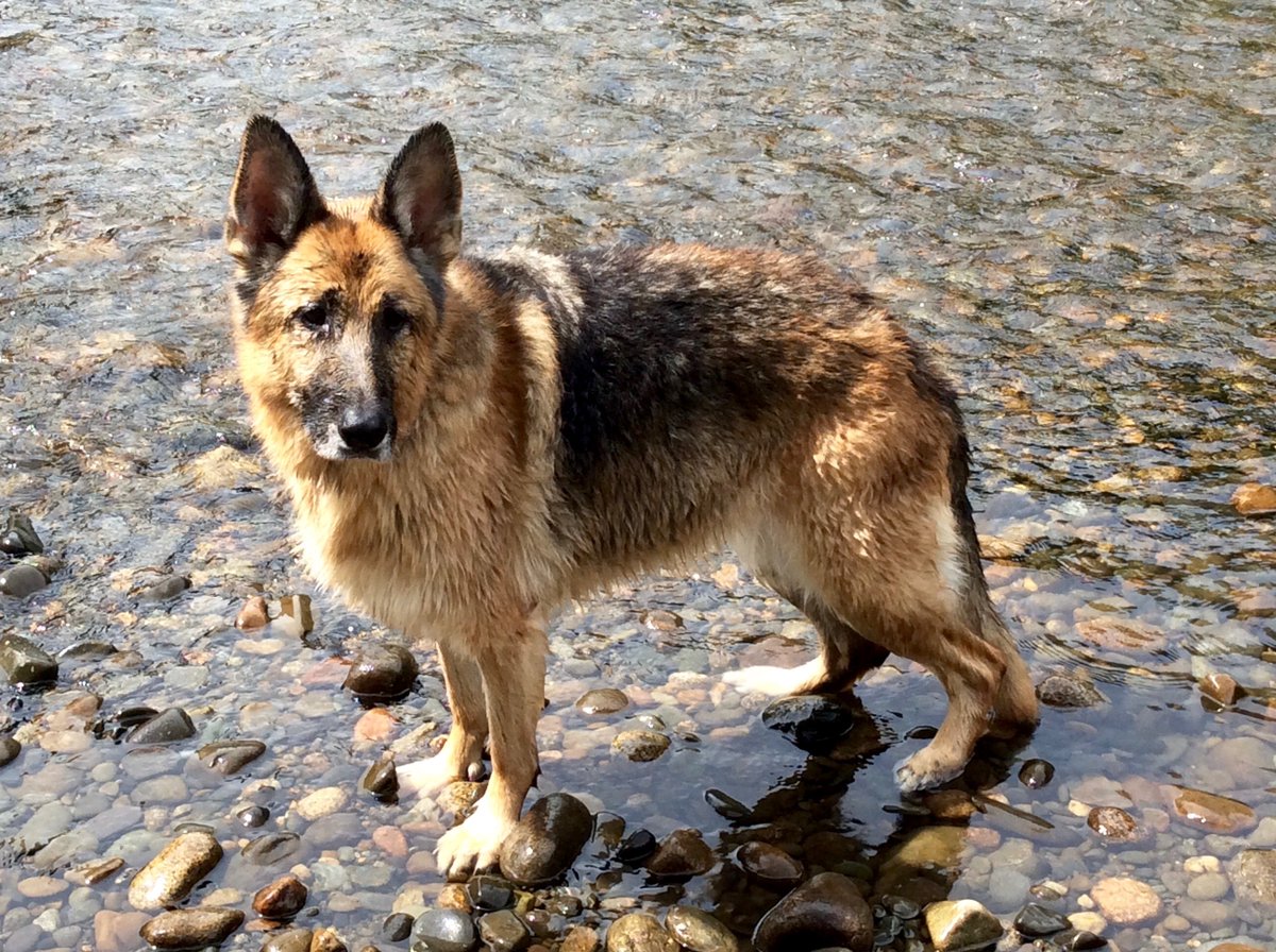 DQ_GSD's tweet photo. #GermanShepherds #GSD #Dogs #NeuroDeficit #Please #subscribe 2 #Sasha #YouTube #MyGirl
https://t.co/3JFCx6nucZ https://t.co/VTGi5afAgU