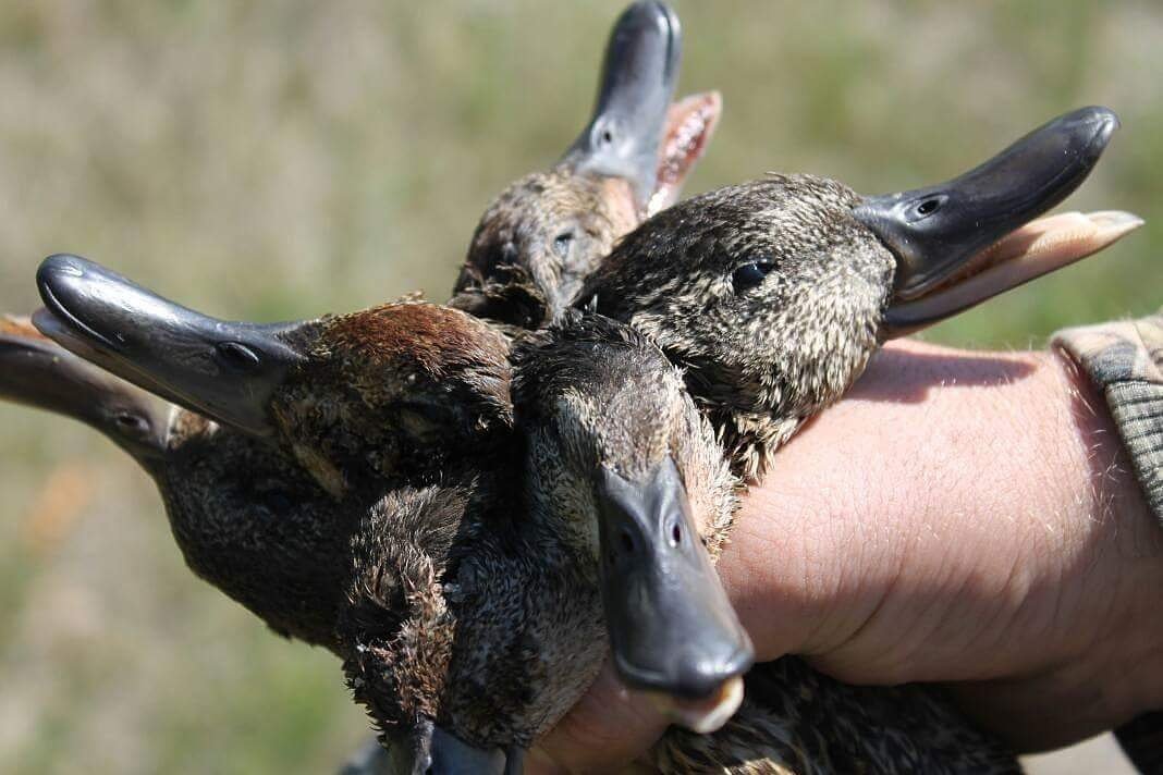 Who's getting after those early season Teal? 📸 by: Staff member Josh Zucal! #TraditionGameCalls