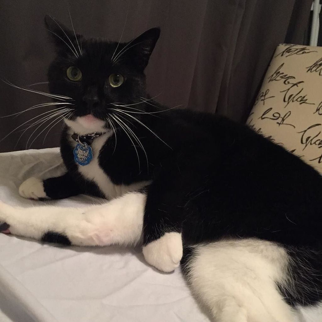 mollyschreiber's tweet image. #CleanSheetNight ruined by #JungleGeorge &amp;amp; his need to clean himself 🙄 ift.tt/2cClD9H