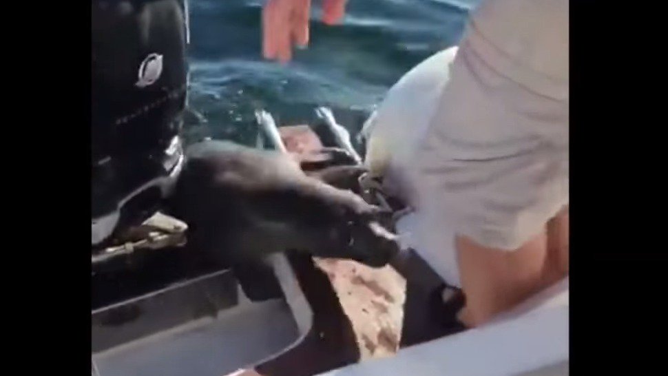 kimkomando's tweet image. #Seal narrowly escapes three #killerwhales #hungrypredators #lifesaved
buff.ly/2c04XDN