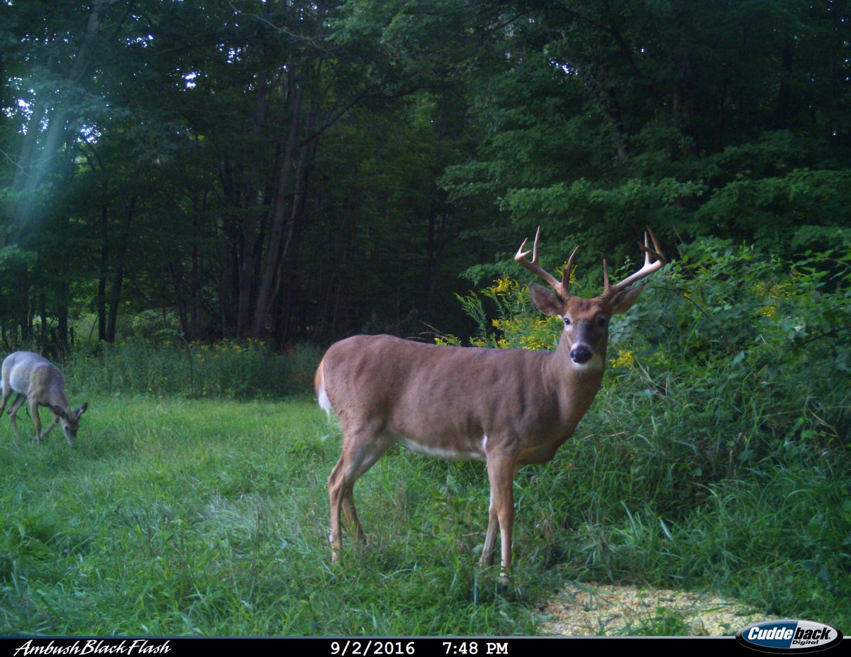 CCoutfitting's tweet photo. This weeks game pictures. https://t.co/OeEGPP0Qyb