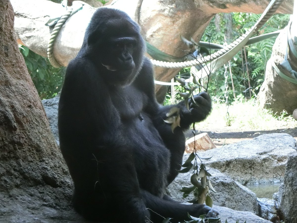 上野動物園 公式 今日は語呂合わせで 黒の日 きっと各所で黒いものや松崎しげるさんの写真ばかりアップされるに違いない